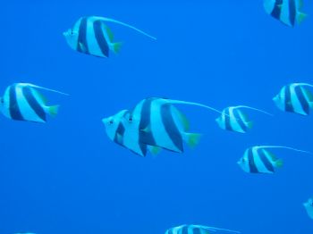 Group Bannerfish, Tiran Red Sea by Thijs Friederich 